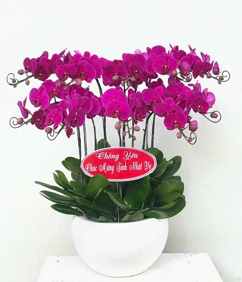 Dịch vụ giao hoa tươi đẹp Hẻm 122 Thích Quảng Đức, Phú Nhuận